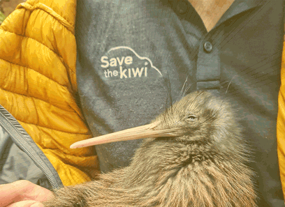 Save the Kiwi & PKF New Zealand